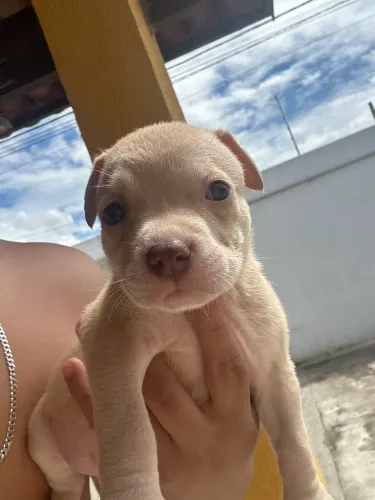 Filhote de Pitbull
