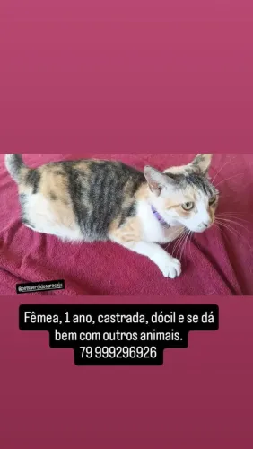 Doação gatinha castrada