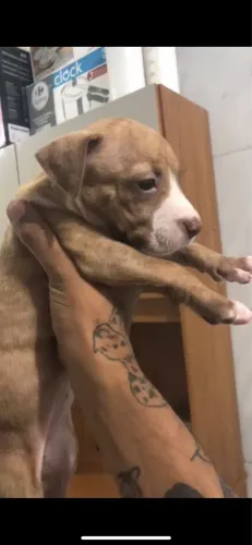 Filhote de pitbull fêmea 300