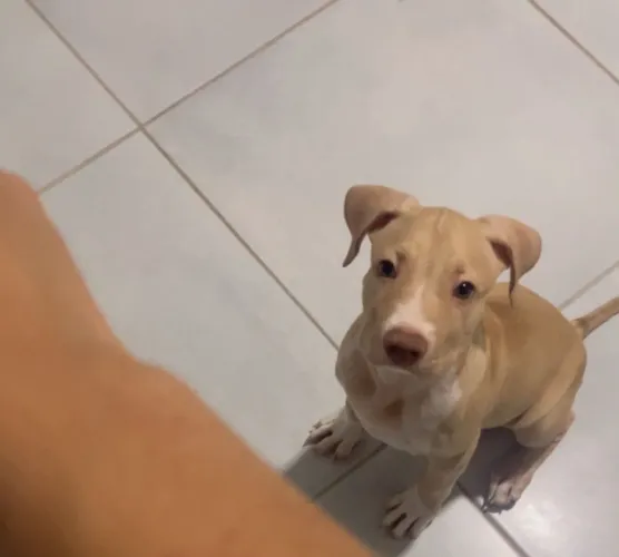 Filhote de pitbull monster