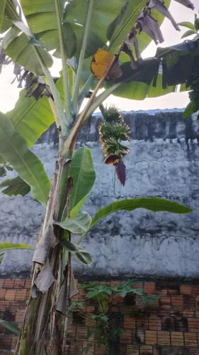 Mudas de LIMÃO TAITI, Acerola e Bananas Baier e prata e coco apartir de 25,00