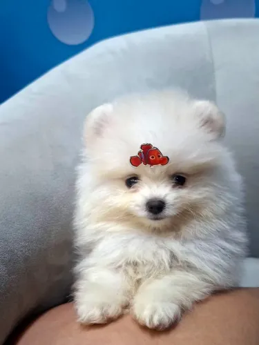Spitz Alemão baby face