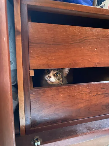 Linda gatinha para adoção