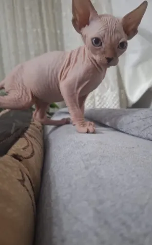 gato exótico sphynx raça (sem pelo) filhote