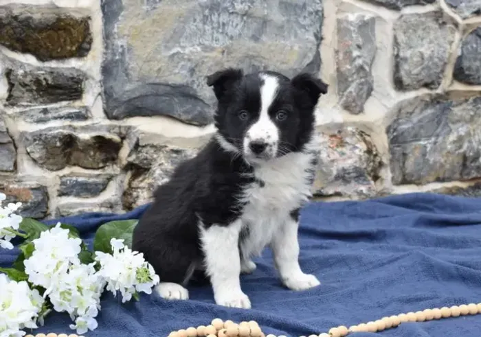 Últimos filhotes de Border Collie! Fale comigo no WhatsApp e garanta o seu!