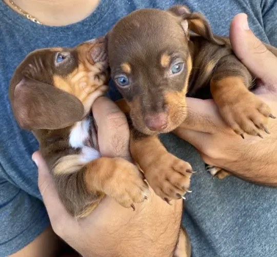 Filhotes Disponíveis de Dachshund!