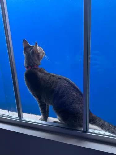 gatinha fêmea para doação 