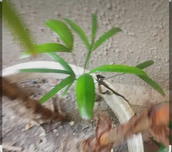 Muda palmeira rafis