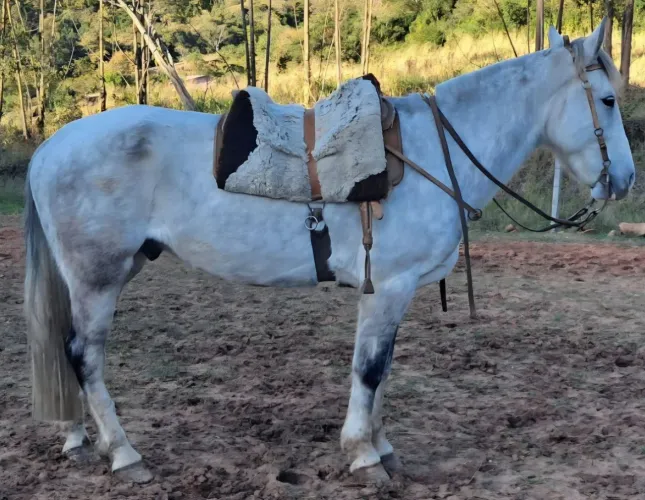 Castrado tordilho top