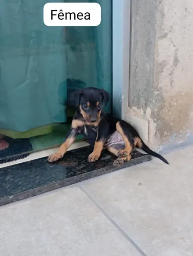 DOAÇÃO DE FILHOTES DE CACHORRO