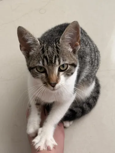 Doação de Gato Fêmea