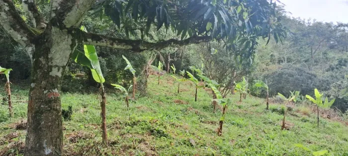 sitio a venda em bananeiras pb