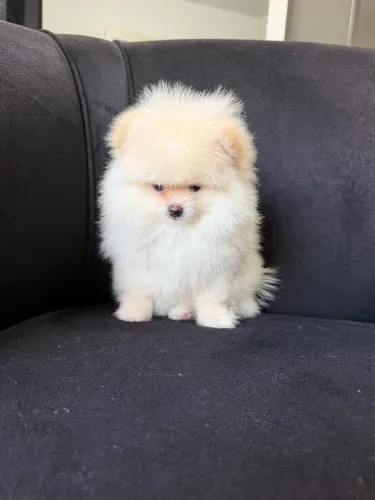 Lulu da Pomerânia MINI Macho