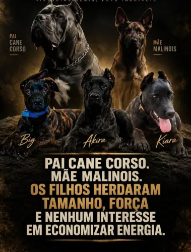 MIX PAI CANE CORSO ITALIANO X MÃE PASTOR BELGA MALINOIS