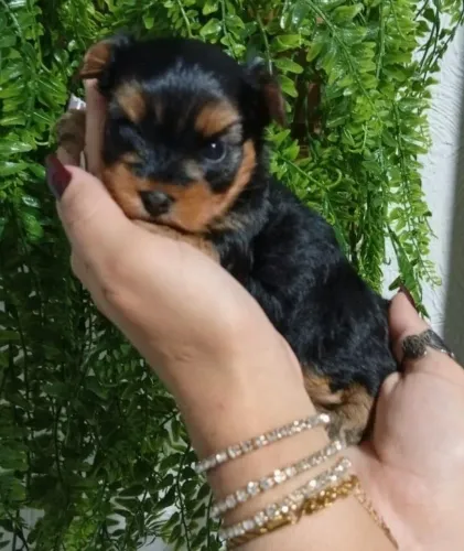 Yorkshire mini 