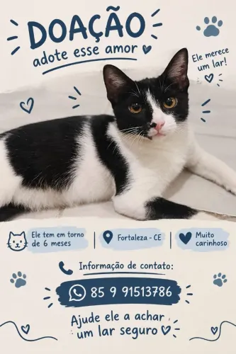 Gato pra adoção grátis 