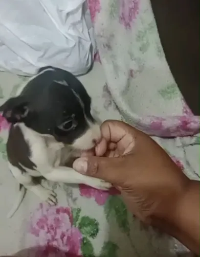 Pinscher macho