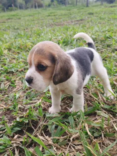 Filhotes Beagle Disponíveis
