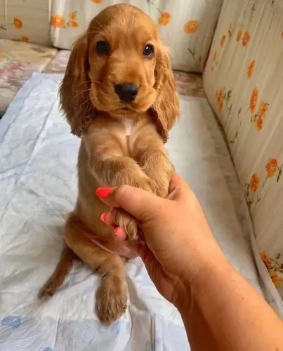 Cocker Spaniel Inglês Afeto que acompanha sua rotina
