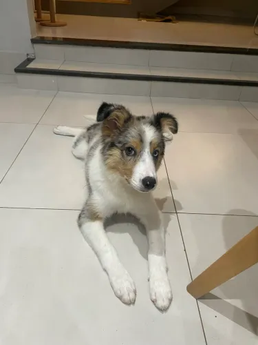 Border Collie Blue Merle 