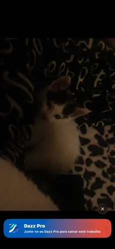 Gatinho adoção 