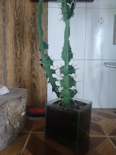 Cacto candelabro