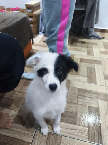 Border Collie (DOAÇÃO RESPONSÁVEL)