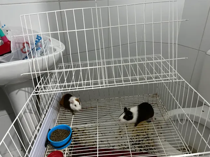 VENDO DOIS PORQUINHOS-DA-ÍNDIA + GAIOLA
