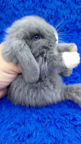 Mini coelho azul de viena(olhos azuis)