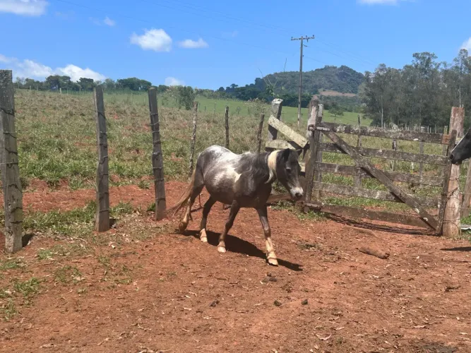 Ponei mansa de sela