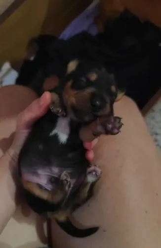 Cachorro Pincher