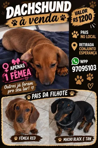 Cachorro salsicha dachshund fêmea apenas uma fêmea