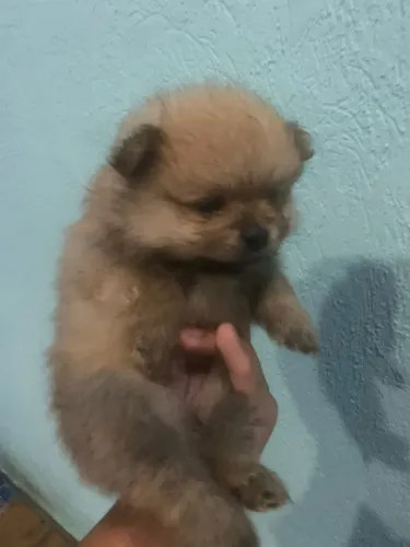 Filhotes Spitz Alemão Lulu Da Pomerania