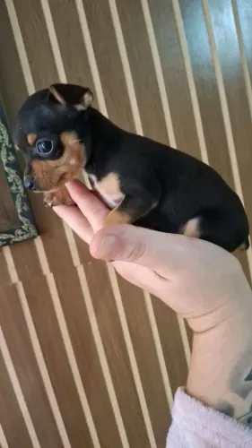 Pinscher Mini 00