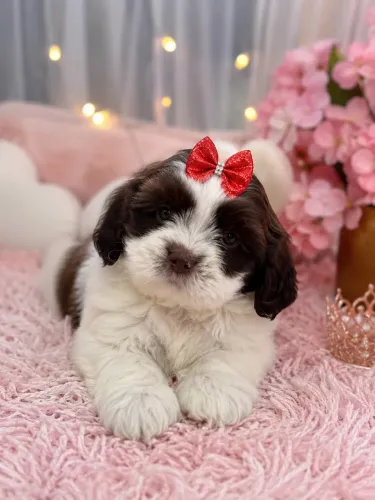 Impecável e lindinha filhote de Lhasa apso fêmea branca e chocolate 