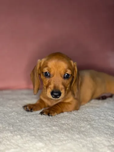 basset dachshund