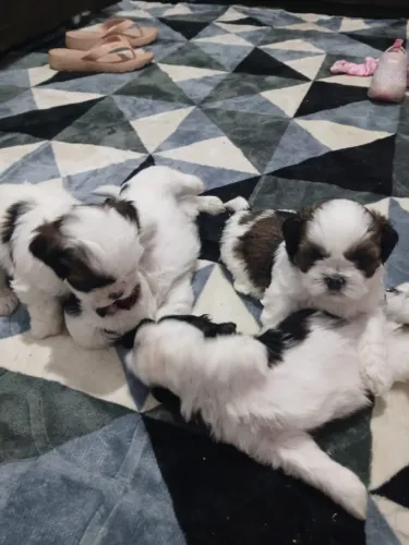 Machos de Shihtzu na Promoção - Apenas R$ 950,00 A vista