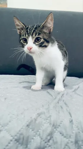 Gatos macho adoção