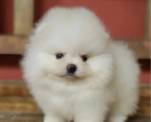 Filhote de Spitz alemão pequeno no porte,gigante no encanto