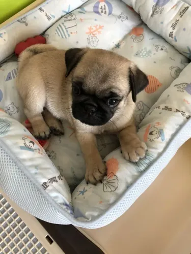 Pug Um filhotinho esperando alguém para amar de verdade