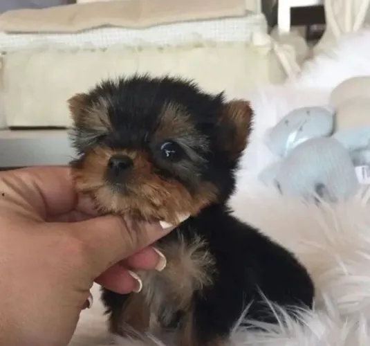 Yorkshire Terrier - Um Pequeno Grande Companheiro