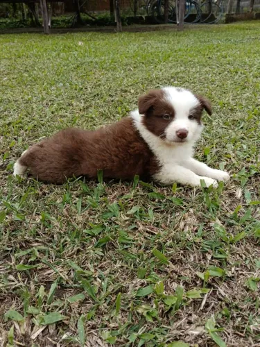 Lindo macho disponível 