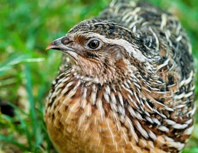 Vendo codornas macho