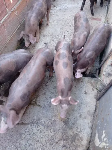 5 leitão pra engorda por 1600 