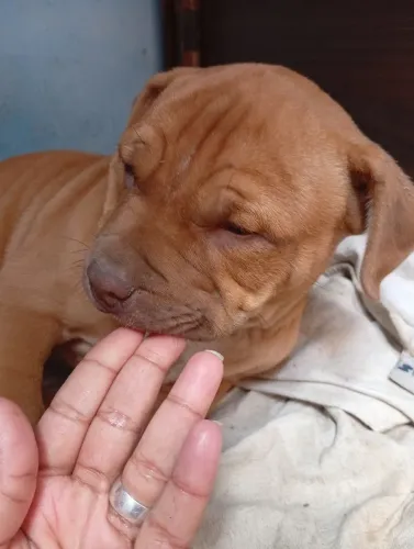 Cachorro Pitbull monster com 2 meses