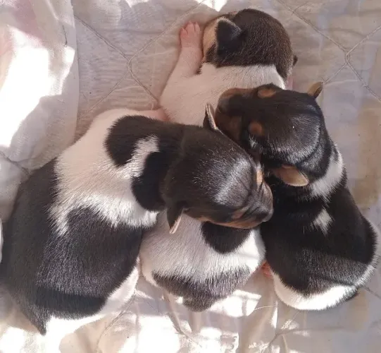 Terrier Brasileiro/ Fox Paulistinha