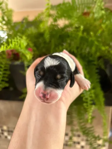 Lindo filhote de Basset
