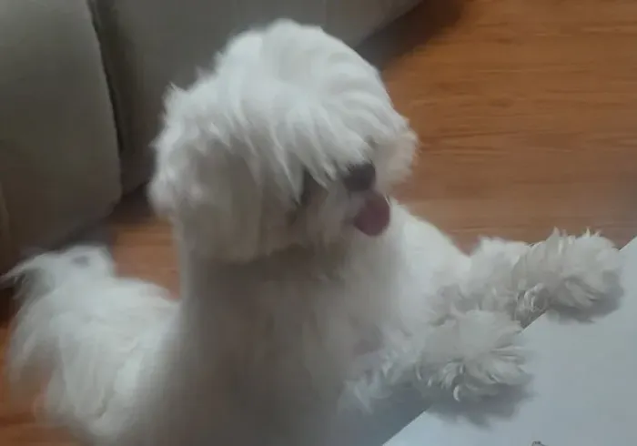 Shih tzu branco