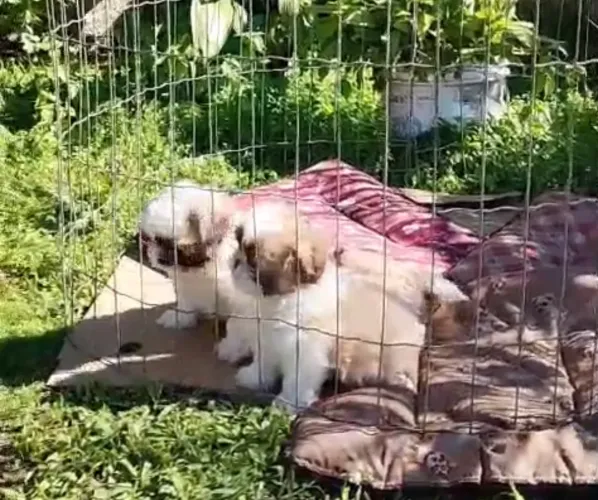Vendo filhotes de shitzu 45 dias