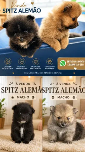 Vendo Spitz Alemão 